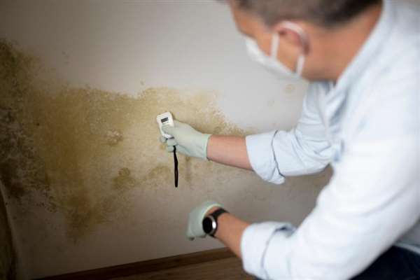 What happens during a homebuyer's damp survey